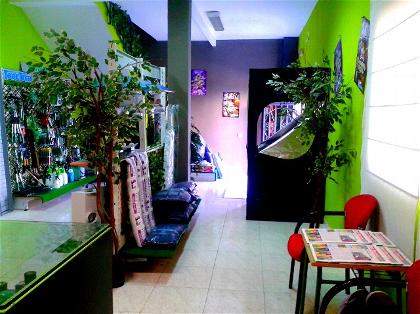 grow shop whole green tienda